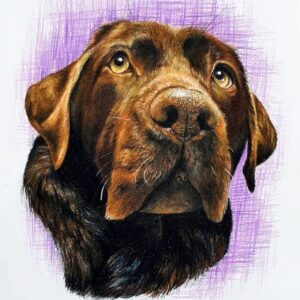 Chocolate Labrador - Age 11