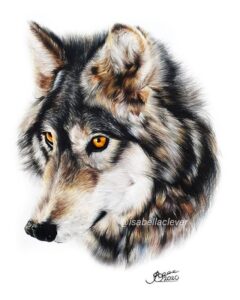 Wolf - Age 11